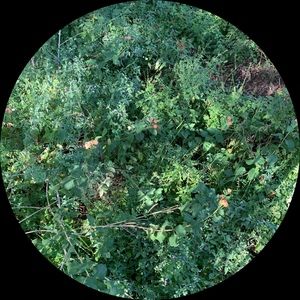 Meet your Posher, Lenay